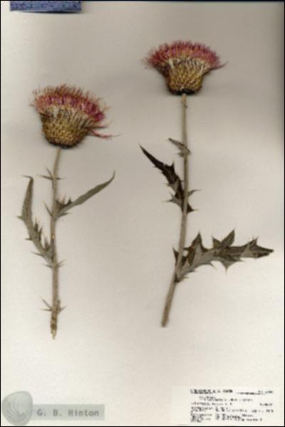 URN_catalog_HBHinton_herbarium_20246.jpg.jpg