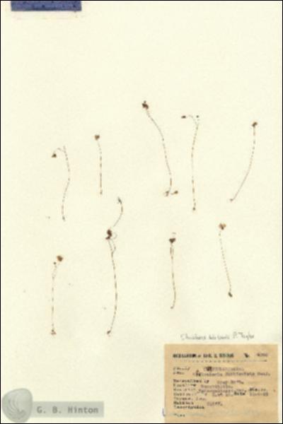 URN_catalog_HBHinton_herbarium_4960-1.jpg.jpg