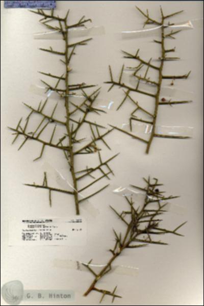 URN_catalog_HBHinton_herbarium_20082.jpg.jpg