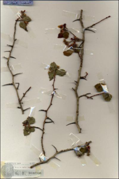 URN_catalog_HBHinton_herbarium_19373.jpg.jpg