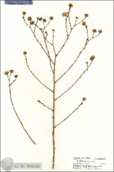 URN_catalog_HBHinton_herbarium_20466.jpg.jpg