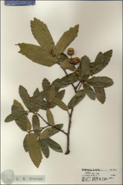 URN_catalog_HBHinton_herbarium_21205.jpg.jpg