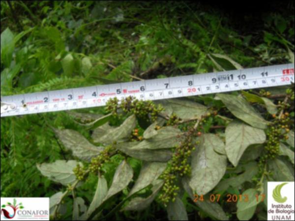 76244_S4_FRT_20130724_003_001.jpg.jpg