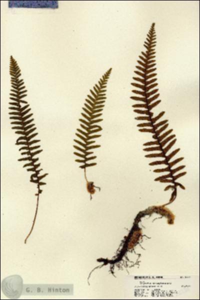 URN_catalog_HBHinton_herbarium_22251.jpg.jpg