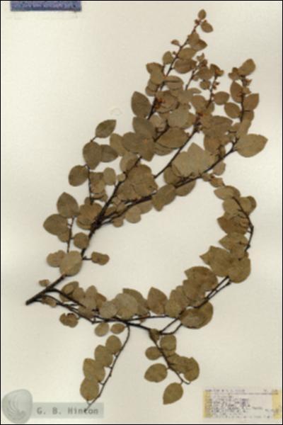 URN_catalog_HBHinton_herbarium_17280.jpg.jpg