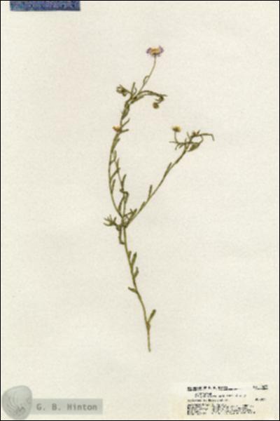 URN_catalog_HBHinton_herbarium_20475.jpg.jpg