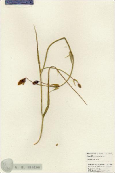 URN_catalog_HBHinton_herbarium_24882.jpg.jpg