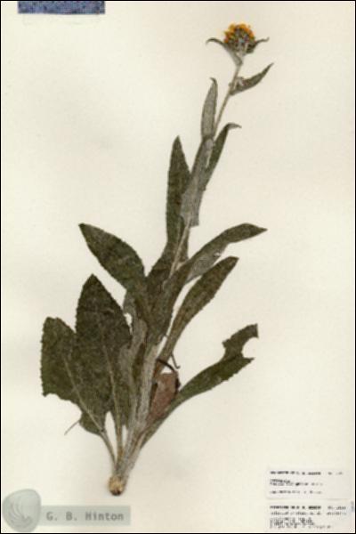 URN_catalog_HBHinton_herbarium_25268.jpg.jpg