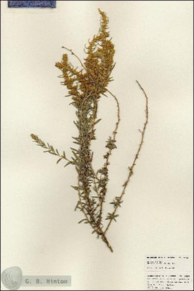 URN_catalog_HBHinton_herbarium_25356.jpg.jpg