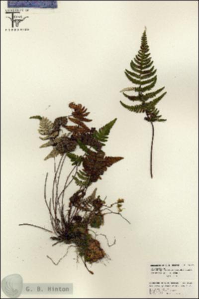 URN_catalog_HBHinton_herbarium_26127.jpg.jpg