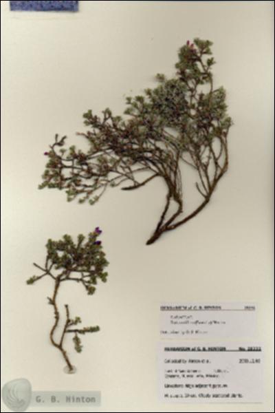 URN_catalog_HBHinton_herbarium_28232.jpg.jpg