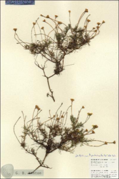 URN_catalog_HBHinton_herbarium_27077.jpg.jpg
