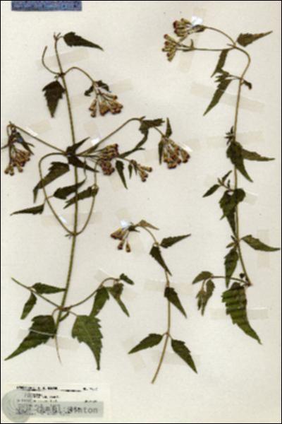 URN_catalog_HBHinton_herbarium_19957.jpg.jpg