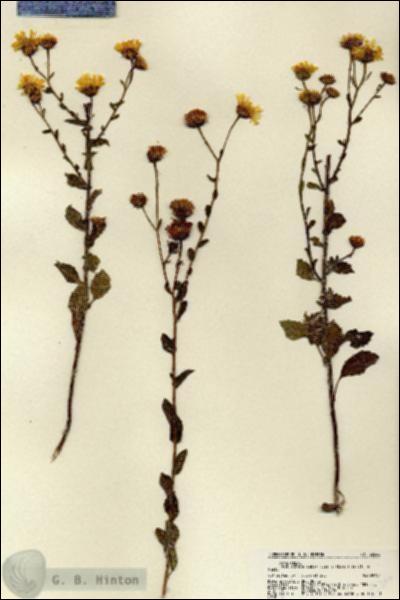 URN_catalog_HBHinton_herbarium_22366.jpg.jpg