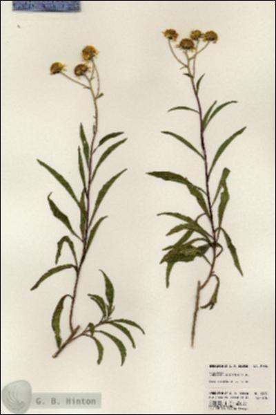 URN_catalog_HBHinton_herbarium_23634.jpg.jpg