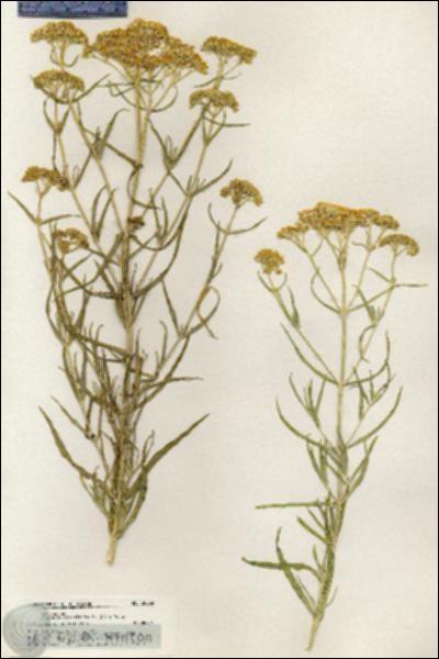 URN_catalog_HBHinton_herbarium_20599.jpg.jpg