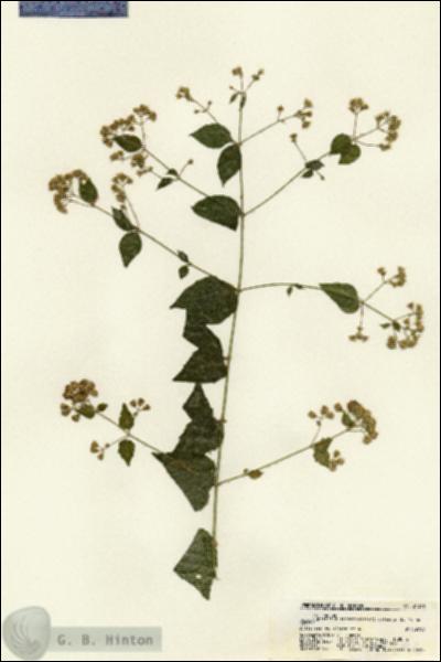 URN_catalog_HBHinton_herbarium_21396.jpg.jpg