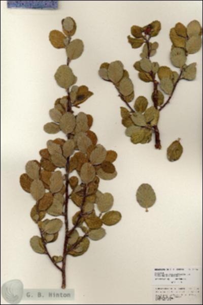 URN_catalog_HBHinton_herbarium_25706.jpg.jpg