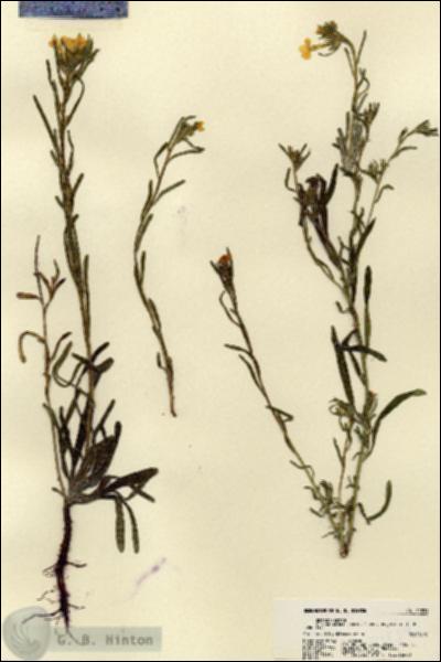 URN_catalog_HBHinton_herbarium_21839.jpg.jpg
