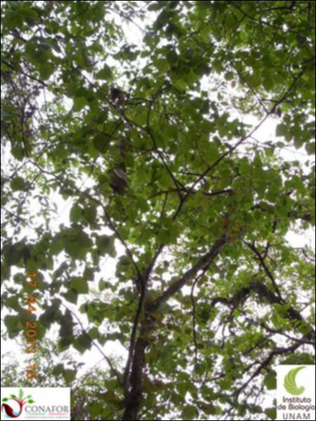 52528_S3_ARC_20130417_016_001.jpg.jpg