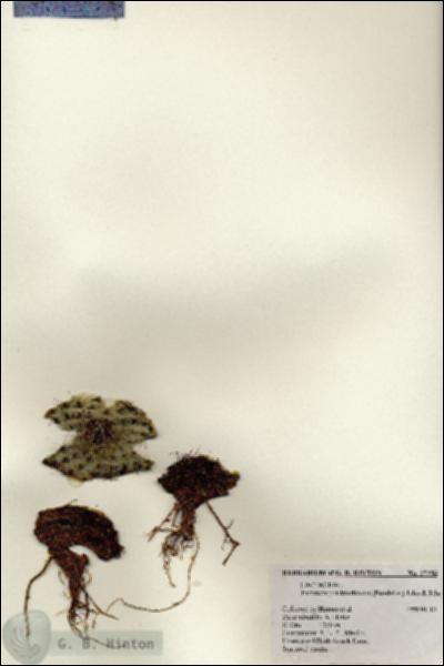 URN_catalog_HBHinton_herbarium_27356.jpg.jpg
