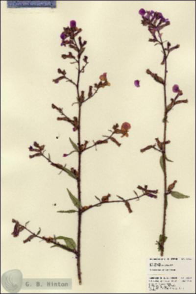 URN_catalog_HBHinton_herbarium_22460.jpg.jpg