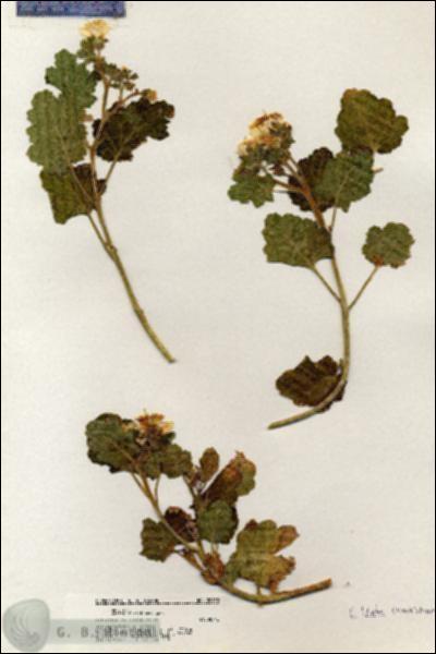 URN_catalog_HBHinton_herbarium_20930.jpg.jpg