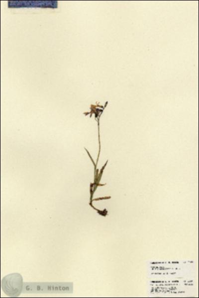 URN_catalog_HBHinton_herbarium_22686.jpg.jpg