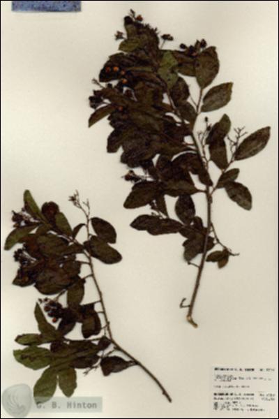 URN_catalog_HBHinton_herbarium_24209.jpg.jpg