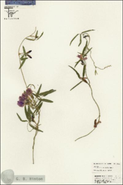 URN_catalog_HBHinton_herbarium_25412.jpg.jpg