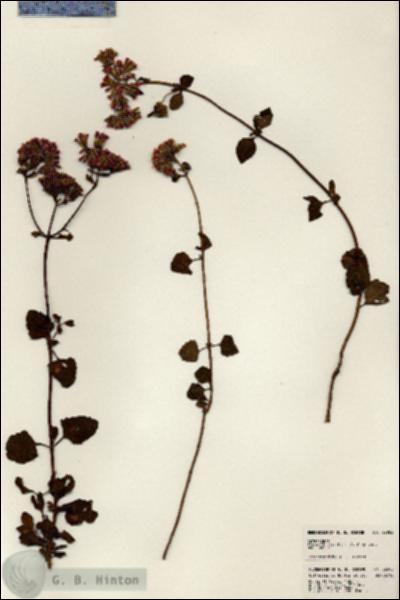 URN_catalog_HBHinton_herbarium_22902.jpg.jpg