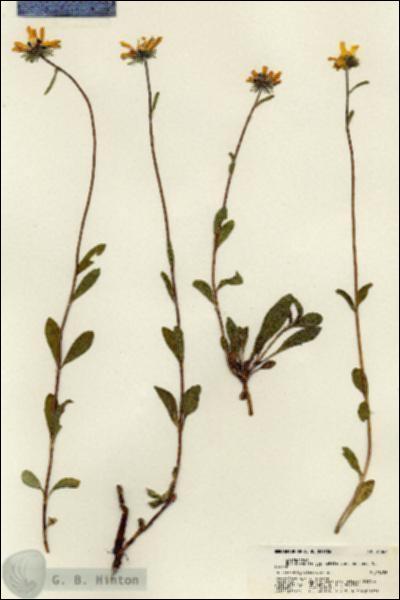 URN_catalog_HBHinton_herbarium_21367.jpg.jpg