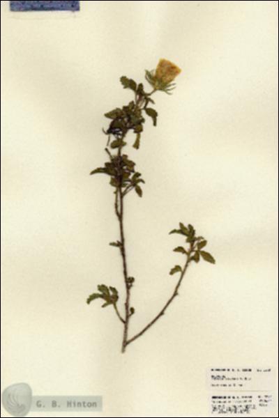 URN_catalog_HBHinton_herbarium_22781.jpg.jpg