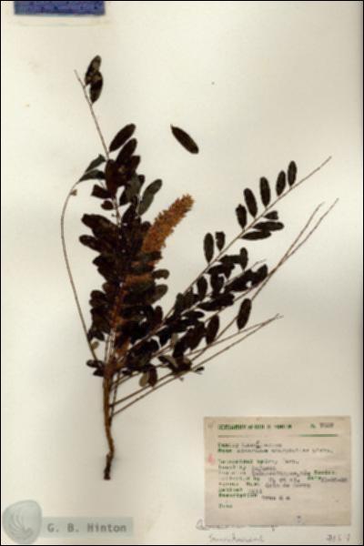 URN_catalog_HBHinton_herbarium_7057.jpg.jpg