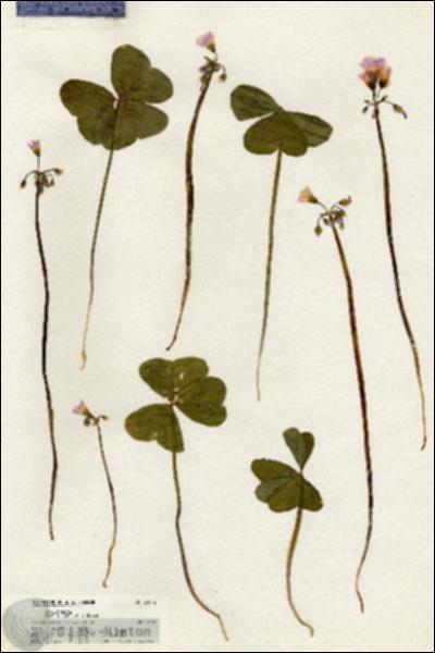 URN_catalog_HBHinton_herbarium_20472.jpg.jpg