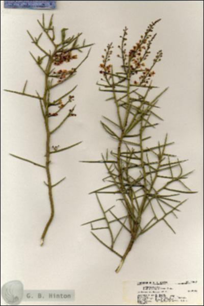 URN_catalog_HBHinton_herbarium_20600.jpg.jpg