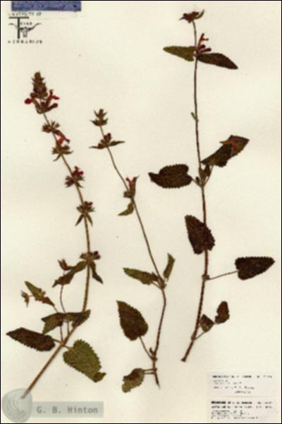 URN_catalog_HBHinton_herbarium_26014.jpg.jpg