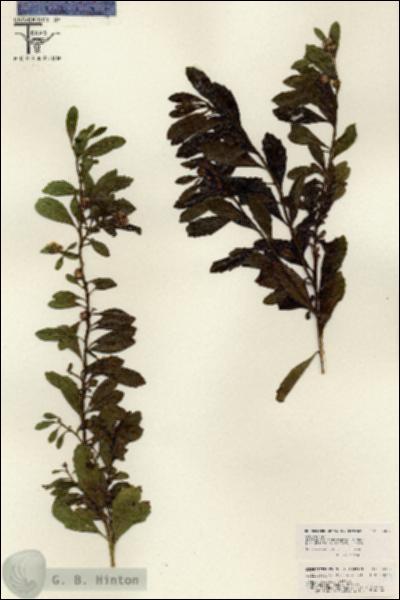 URN_catalog_HBHinton_herbarium_26267.jpg.jpg
