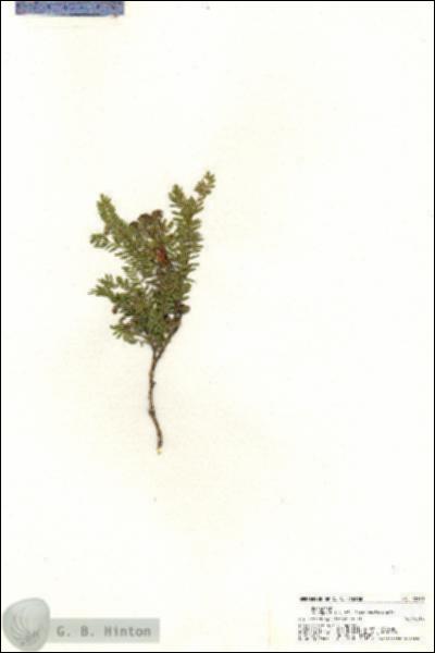 URN_catalog_HBHinton_herbarium_20369.jpg.jpg
