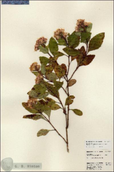 URN_catalog_HBHinton_herbarium_23977.jpg.jpg