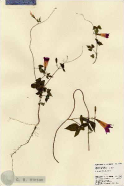 URN_catalog_HBHinton_herbarium_23483.jpg.jpg