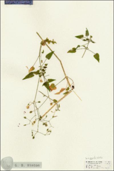 URN_catalog_HBHinton_herbarium_25081.jpg.jpg
