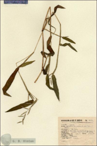 URN_catalog_HBHinton_herbarium_4858.jpg.jpg