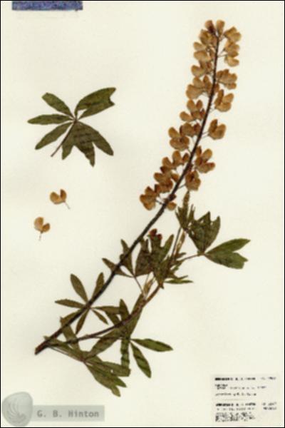 URN_catalog_HBHinton_herbarium_22967.jpg.jpg