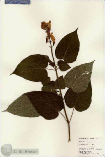 URN_catalog_HBHinton_herbarium_24675.jpg.jpg