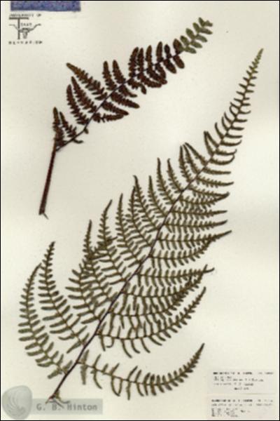 URN_catalog_HBHinton_herbarium_26336.jpg.jpg