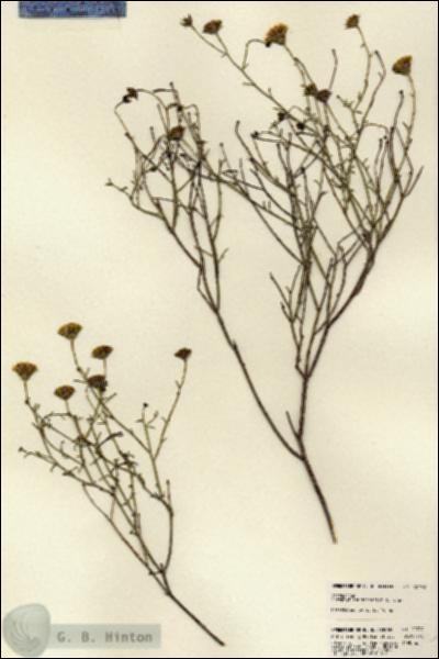 URN_catalog_HBHinton_herbarium_22792.jpg.jpg