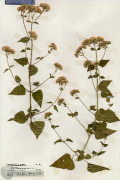 URN_catalog_HBHinton_herbarium_19875.jpg.jpg