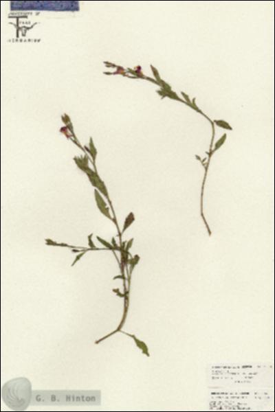 URN_catalog_HBHinton_herbarium_26550.jpg.jpg