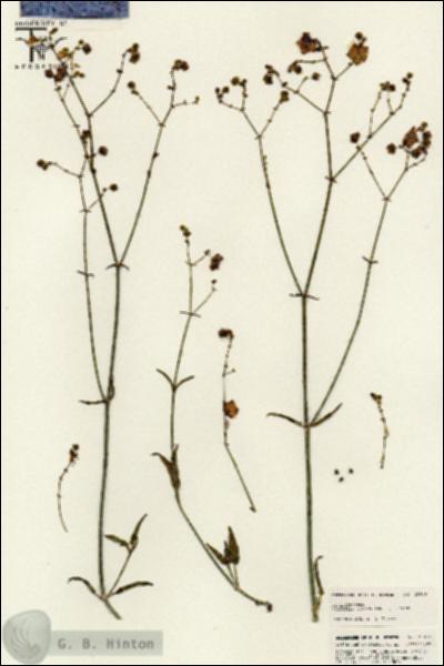 URN_catalog_HBHinton_herbarium_25618.jpg.jpg